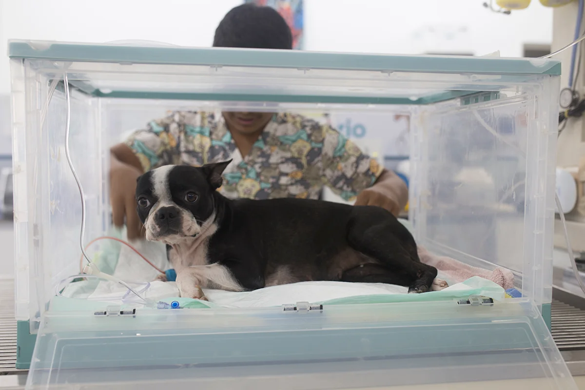 equipamiento-veterinario-Jaula-Terapia-Intensiva-cap
