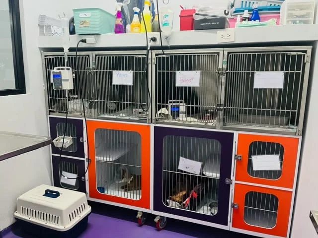 equipo-veterinario-hospital-para-gatitos-cap